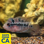 Flowerhorn Cichlid (click for more detail)