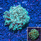 LiveAquaria® Ultra Hammer Coral (click for more detail)