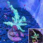 LiveAquaria® Screaming Green Tree Coral (click for more detail)