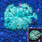 USA Cultured Green Goniopora Coral (click for more detail)