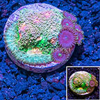 LiveAquaria® Ultra Chalice Coral Combo (click for more detail)