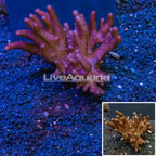 Blushing Leather Coral Vietnam (click for more detail)