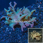 Sinularia Leather Coral Indonesia (click for more detail)