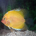 Gold Blue Hybrid Discus (click for more detail)