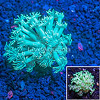 USA Cultured Green Goniopora Coral (click for more detail)