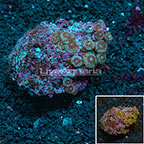 Colony Polyp Rock Zoanthus Indonesia IM (click for more detail)