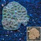Goniastrea Brain Coral Australia (click for more detail)