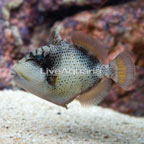 Yellowmargin Triggerfish (click for more detail)