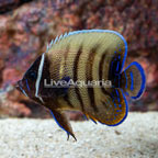 Six Bar Angelfish  (click for more detail)