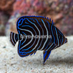Koran Angelfish, Juvenile (click for more detail)