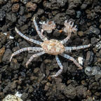 Pom Pom Crab  (click for more detail)