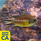 Brown Damselfish (click for more detail)