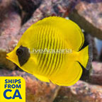 Golden Semilarvatus Butterflyfish (click for more detail)