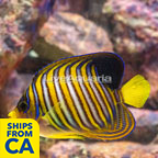 Regal Angelfish (click for more detail)