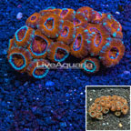 Acan Lord Coral Australia (click for more detail)
