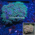 Starburst Polyps Indonesia (click for more detail)