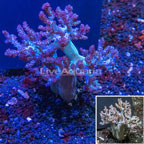 Pineapple Tree Coral Indonesia (click for more detail)