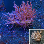 Pineapple Tree Coral Indonesia (click for more detail)