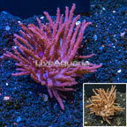 Tree Coral Indonesia (click for more detail)