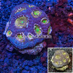 Acan Echinata Coral Vietnam (click for more detail)