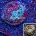 Dipsastraea Brain Coral Indonesia (click for more detail)