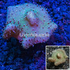 Devil's Hand Leather Coral Indonesia (click for more detail)