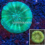 Scolymia Coral Australia (click for more detail)