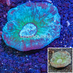 Plating Pectinia Coral Australia (click for more detail)