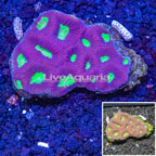 Goniastrea Brain Coral Australia (click for more detail)
