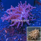 Pineapple Tree Coral Indonesia (click for more detail)