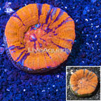 Scolymia Coral Australia (click for more detail)