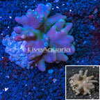 Devil's Hand Leather Coral Indonesia (click for more detail)