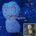 Hammer Coral Tonga (click for more detail)