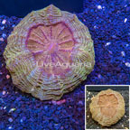 Meat Coral Australia (click for more detail)
