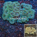 Duncan Coral Australia (click for more detail)
