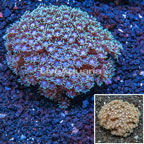 Goniopora Coral Australia (click for more detail)