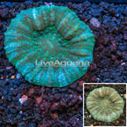 Scolymia Coral Australia (click for more detail)