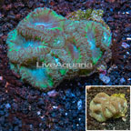 Blastomussa Wellsi Coral Vietnam (click for more detail)