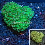 Frogspawn Coral Indonesia (click for more detail)