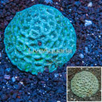 Goniastrea Brain Coral Australia (click for more detail)