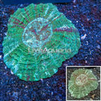 Meat Coral Australia (click for more detail)