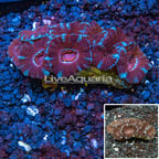 Acan Lord Coral Australia (click for more detail)