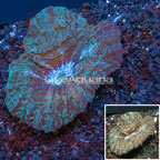 Button Coral Australia (click for more detail)