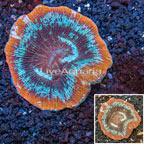 Scolymia Coral Australia (click for more detail)