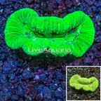 Lobed Brain Coral Australia (click for more detail)