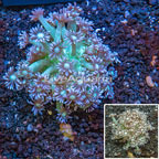 Goniopora Coral Australia (click for more detail)