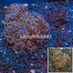 Hammer Coral Australia  (click for more detail)