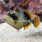 Yellowmargin Triggerfish (click for more detail)