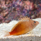 Yellow Hawkfish (click for more detail)