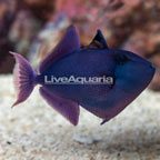 Niger Triggerfish  (click for more detail)
